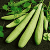 Egrow 50 Pcs / Sac Géant Long Vert Concombre Graines Croustillant Fruits Doux Biologique Semences De Légumes