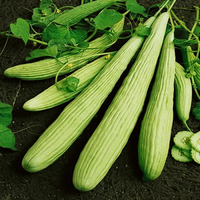 Egrow 50 Pcs / Sac Géant Long Vert Concombre Graines Croustillant Fruits Doux Biologique Semences De Légumes