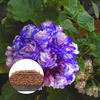 Egrow 50 Pcs / Sac Géranium Graines Nuit Bleu Géranium Graines Pommier Rosebud Pelargonium Vivaces Jardin Fleur Graines