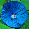 Egrow 50 Pcs / Sac Hibiscus Fleur Graines Moscheutos Bonsai Géant Hibiscus Fleur Bonsa Vivace Cottonrose Hibiscus Rare
