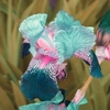 Egrow 50 pcs / Sac Iris Orchidée Graines Orchidée Bonsa Plantes Fleurs Graines Fleur Orchidée Graines pour la Maison