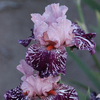 Egrow 50 Pcs / Sac Iris Tectorum Graines Rare Iris Graines Bonsa Fleur Graines Heirloom Iris Tectorum Vivaces Graines D
