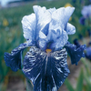 Egrow 50 Pcs / Sac Iris Tectorum Graines Rare Iris Graines Bonsa Fleur Graines Heirloom Iris Tectorum Vivaces Graines D