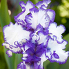 Egrow 50 Pcs / Sac Iris Tectorum Graines Rare Iris Graines Bonsa Fleur Graines Heirloom Iris Tectorum Vivaces Graines D