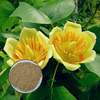 Egrow 50 Pcs / Sac Magnoliaceae Graines De Fleurs Plante Ornementale Liriodendron Chinense Bonsa Graines