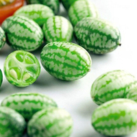 Egrow 50 Pcs / Sac Mini Pastèque Graines Pouce Pastèque Graines Mini Pastèque Fruits Graines Intérieur Petit Balcon Pot