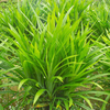 Egrow 50 Pcs / Sac Parfumé Herbe Graines Annuelle Pandan Fleur En Pot Graines Parfumées Épices DIY Maison Jardin Bonsa 
