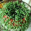 Egrow 50 Pcs / Sac Perle Chlorophytum Graines Perle Chlorophytum Plantes Succulentes Bonsa Perles Senecio Rowleyanus bo