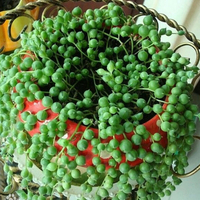 Egrow 50 Pcs / Sac Perle Chlorophytum Graines Perle Chlorophytum Plantes Succulentes Bonsa Perles Senecio Rowleyanus bo