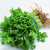 Egrow 50 Pcs / Sac Petites Graines De Persil Japonais Petites Graines De Persil 50 Pcs Graines De Légumes Biologiques Po