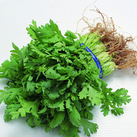 Egrow 50 Pcs / Sac Petites Graines De Persil Japonais Petites Graines De Persil 50 Pcs Graines De Légumes Biologiques Po