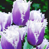 Egrow 50 Pcs / Sac Tulipe Graines Rare Bonsa Fleur Graines Crème Glacée comme Belles Tulipes En Pot Vivaces Accueil Jar