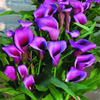 Egrow 50 PCS Calla Lily Graines Jardin Balcon En Pot Plantes Vivaces Fleurs Bonsa Ivy Fleurs