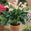Egrow 50 PCS Calla Lily Graines Tropic Beautifying Plantes Jardin En Pot Fleurs Vivaces Lily Graines