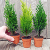 Egrow 50 PCS Italien Cyprès Arbre Graines Cupressus Sempervirens Maison Jardin Bonsa Plantation Graines