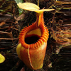 Egrow 50 PCS Nepenthes Graines Plante En Pot Manger Mosqutio Insérer Jardin En Plein Air Fleurs Bonsa 