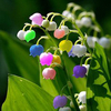 Egrow 50 PCS Rare Lis de Vallée Graines de Fleur Multicolore Arc-en-Cloche Orchidée Graine Maison Jardin Bonsa Plantati