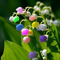 Egrow 50 PCS Rare Lis de Vallée Graines de Fleur Multicolore Arc-en-Cloche Orchidée Graine Maison Jardin Bonsa Plantati
