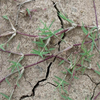 Egrow 500 Pcs / Pack Cynodon Dactylon Herbe Graines Cynodon Dactylon Herbe Semente Plante Jardin Pelouse Herbe Cynodon
