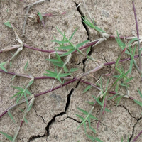 Egrow 500 Pcs / Pack Cynodon Dactylon Herbe Graines Cynodon Dactylon Herbe Semente Plante Jardin Pelouse Herbe Cynodon