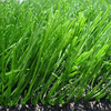 Egrow 500 Pcs / Pack Evergreen Grass Graines Evergreen Grass Semente Plant Evergreen Garden Lawn Grass