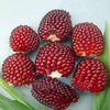 Egrow 500 Pcs / Pack Jackfruit Fraises Graines Jardin Plantes Graines de Fruits