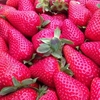 Egrow 500 Pcs Rose Rouge Fraise Graines Jardin Plantant Des Graines De Fruits Doux