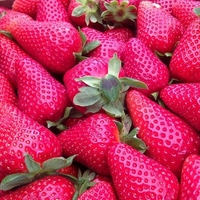 Egrow 500 Pcs Rose Rouge Fraise Graines Jardin Plantant Des Graines De Fruits Doux