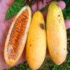 Egrow 50Pcs / Pack Banane Graines De Fruits De Passion Tropicale Passiflora Bonsa Jardin Famille Intérieur Bonsa Plant