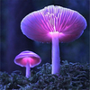 Egrow 50Pcs / Pack Colorful Semences de champignons Plantes ornementales Garden Home Plantation