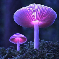 Egrow 50Pcs / Pack Colorful Semences de champignons Plantes ornementales Garden Home Plantation