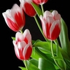 Egrow 50Pcs / Pack Colorful Tulipe Graines Jardin Vivaces Plantes De Fleurs De Tulipes En Pot