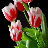 Egrow 50Pcs / Pack Colorful Tulipe Graines Jardin Vivaces Plantes De Fleurs De Tulipes En Pot