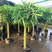 Egrow 50Pcs / Pack Graines De Bambou Décoratif Bambou Bonsa Herbe Bonsa Plante Pour DIY Maison Jardin