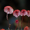 Egrow 50Pcs / Pack graines de champignons plante succulente ornement plantes en pot graines