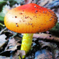 Egrow 50Pcs / Pack graines de champignons santé organique ferme végétale Swamm graines