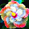 Egrow 50Pcs / Pack graines de fleurs d