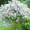 Egrow 50PCS / Pack Graines De Lilas Japonais Blanc Bonsa De Lilas Japonais Extrêmement Parfumé Fleur Bonsa Pour La Mai