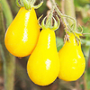 Egrow 50Pcs / Pack Graines De Tomate Jaune Semences De Tomates Rares Planter Des Légumes Et Des Fruits Biologiques En Po