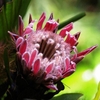 Egrow 50Pcs / Pack Protea Cynaroides Graines Rare Bonsai En Pot Graines De Fleurs À La Maison Maison Jardin Des Plantes