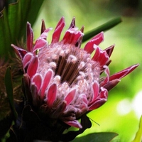 Egrow 50Pcs / Pack Protea Cynaroides Graines Rare Bonsai En Pot Graines De Fleurs À La Maison Maison Jardin Des Plantes