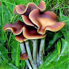 Egrow 50Pcs / Pack Semences de champignons Swamm Succulentes Plantes Graines Organiques Plantes