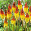 Egrow 50Pcs / Pack Torch Lily Graines Bonsai Torch Lily Plante Vivace En Pot Famille Jardin Belle Décoration Flowe