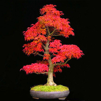Egrow 50PCS / Paquet Graines DÉrable Canada Mini Érable Rouge Bonsa Jardin Bricolage Bonsa Érable Plant