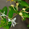Egrow 50Pcs Graines de Honeysuckle Lonicera Japonica Herbal Medicine Sweet Home Garden Bonsai Plant Seeds