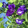 Egrow 50Pcs Purple Clitoria Ternatea Seeds Home Garden Bonsai Outdoor Escalade Seeds