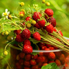 Egrow 550 Pcs / Pack Alpine Strawberry Seeds Vivace Fruit Doux Fragaria Bonsai