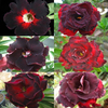 Egrow 5Pcs / Pack Brown Black Desert Rose Graines Balcon Bonsa Fleurs Ornementales Plantes Adenium