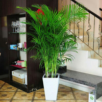 Egrow 5Pcs / Pack Intérieur Palmier Graines Chrysalidocarpus Lutescens Areca Plantes Bonsa Décor À La Maison Plantes À