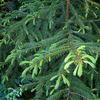 Egrow 60 Pcs / Pack Asperata Graines Picea Asperata Sapin Semente Plante Épicéa